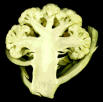 [http://www.massassi.com/etc/cauliflower.jpg]